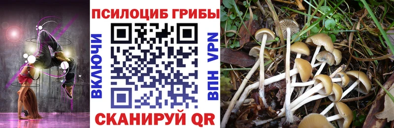 Галлюциногенные грибы Cubensis  Горячий Ключ 
